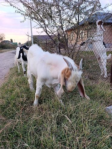 Продам с/х животных: Продаю | Козлёнок | На забой — 3