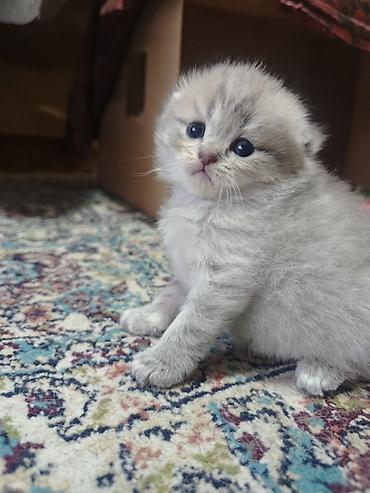 Şotland yastı qulaq lalafo.az -da Şotland yastı qulaq