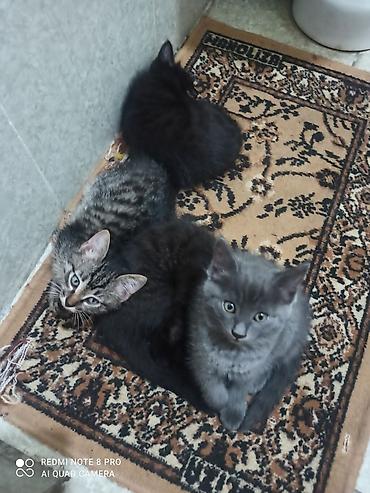 котики в оше: Отдам даром котят в хорошие руки — 3