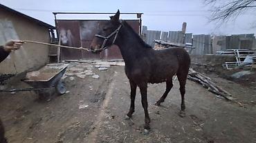 Лошади, кони: Продаю | Жеребенок | Полукровка | Для разведения — 15