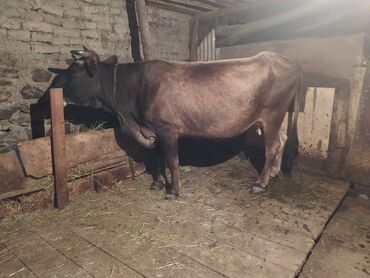 xacmazda satilan inekler: Самка, лет: 3, Для разведения, Для молока, Самовывоз