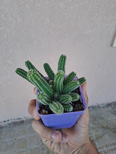 dekorativ ağac topiariya: Məmulat: Mini kaktus (Echinopsis chamaecereus – “Yer fıstığı”/“xiyar” — 4