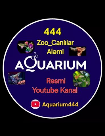 купить хорька в баку: Aquarium444 👈 | Zoo_Canlılar Aləmi YouTube kanalının reklamı. Bu
