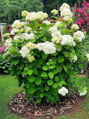 Другие садовые цветы и кустарники: САЖЕНЦЫ многолетников самшита (разные сорта) кустарников магнолии at lalafo.kg — 14 Другие садовые цветы и кустарники: САЖЕНЦЫ многолетников самшита (разные сорта) кустарников магнолии — 14