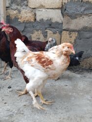 Digər quşlar: 6 eded 3 ayliq amroks cinsi(3 fere 3 xoruz)6 ededi 65azn. 8 eded 5 — 5