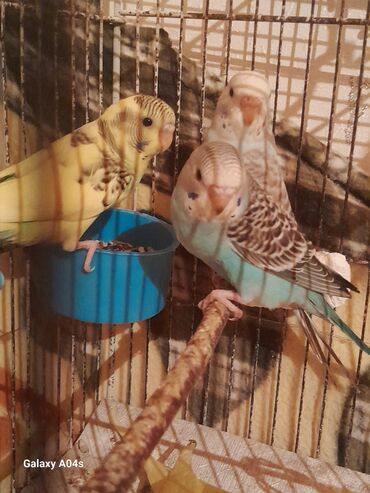 pişik su qabı: Fərqli rənglərdə olan bu tutuquşular (tünd sarı, açıq sarı və açıq