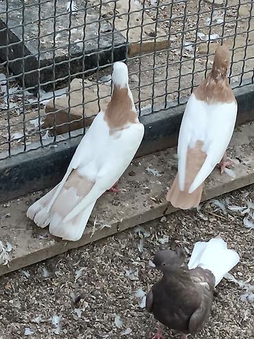 göyercinler: Ünvan fatmayi kendi 17 tek sarı şeyka mayadır bala almışam. təmiz — 1