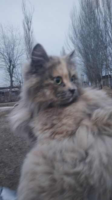 сиамская кошка: Отдам даром бесплатно но платная доставка Наполовину сибирская на