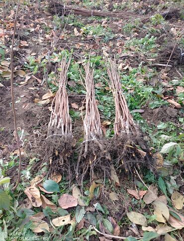 Şitillər: Tinglərimiz satışdadır sağlam tinglər bizdədir sifariş sizden pulsuz — 7
