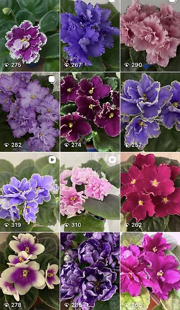 Фиалки и глоксинии: Фиалочки!!! Продам: 1. Укорененные черенки стандартных сортовых — 34