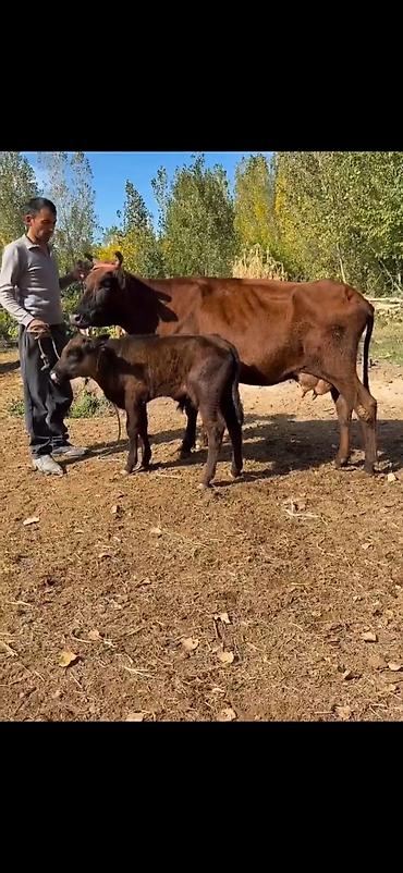 arı ailəsi satışı elanları 2025: Satılır: inək bala ilə - Rəng: tünd qəhvəyi (ana), qara-qəhvəyi bala — 4