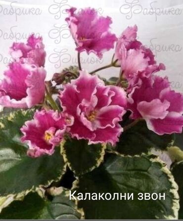 Otaq bitkiləri: 5 — 2