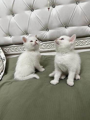 Продажа кошек: Скотиш Страйт (Шотландская прямоухая), 2 месяца, Девочка, Белый, Приучена к лотку — 2