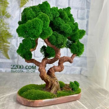 Үй декору: Деревья-бонсай из натурального стабилизированного мха🌳 -это
