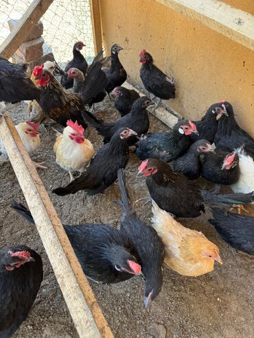 китайский шелковый куры: 🐣Продаю декоративные карликовые породы кур и петухов! Отличные