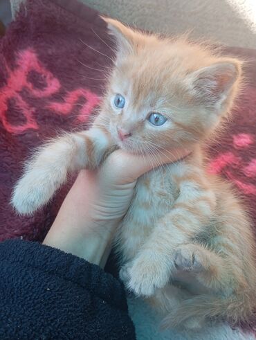 отдам котенка в добрые руки: Отдам в хорошие руки! Котята, короткошёрстные, домашние