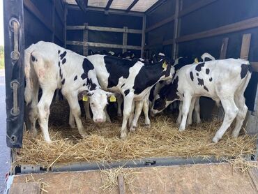 продажа быков: Продаю | Корова (самка), Бык (самец), Тёлка
