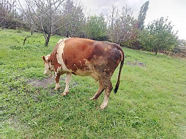 Inəklər, öküzlər: Simental boğaz sünü mayalanmaynan Dekabr 15 doğacaq sütü 23 litir hal — 3