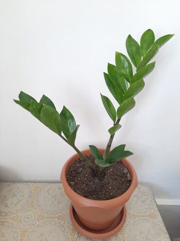 gul ekmek ucun torpaq: Zamioculcas gülü
 (dollar gülü).
Çatdılma ecemi m