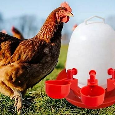 hind quşu: Yem qabı, Su üçün, Quşlar üçün, Ünvandan götürmə, Pulsuz çatdırılma, Ödənişli çatdırılma — 2