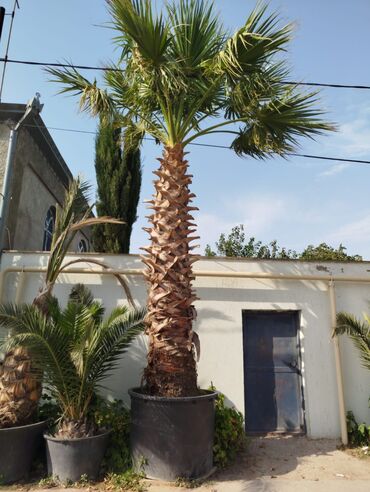dibcek gulleri ve adları: Böyük ölçülü palm ağacı –1 tonluq qabdadi hündürlüyü təxminən gövdə 4