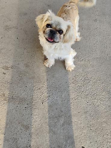 İtlər: Pekines, 1 il, Erkek — 11