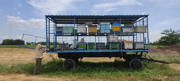 ari sudunun qiymeti: Arı ailələri satılır. 1 əd - 220azn, hamısını birdən satılır 18