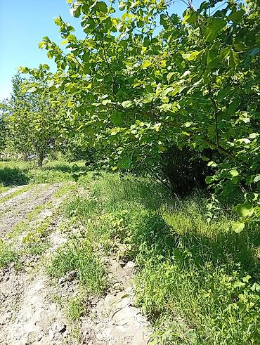 Torpaq sahələrinin satışı: 38 sot, Mülkiyyətçi, Kupça (Çıxarış) — 38