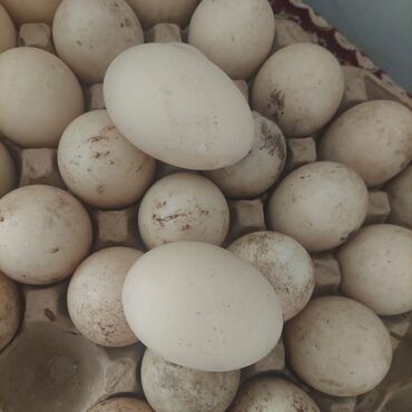 птице ферма: Продаю инкубационные яйца индоутки. птица домашняя, здоровая. хорошее