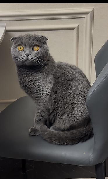 кошки скотиш фолд: Шотландская вислоухая кошка (Scottish Fold), девочка с паспортом и — 2
