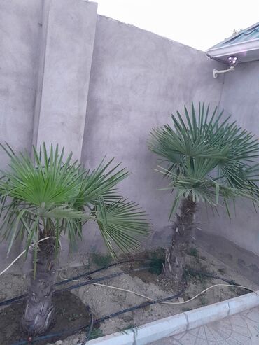 palma ağacı qiyməti: Palma ağaçlari ve yolka ağaci satilir baha alinib dekor ağaclaridir