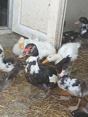 xaski şəkilləri: Muskovy ördəkləri (indoutka) – müxtəlif rəng çalarlarında sürü - — 1