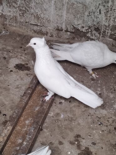 mehebet qusu: Tam sağlam erkeydi bakidadi tutulmadi isdeyen elaqe saxlasin