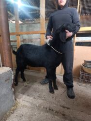 объявления о найденных животных: Теке сатылат порода биталл 2тиш чон теке бойу тошу кулак баары жакшы