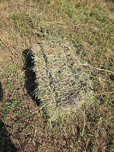 телята токмок: Сено в тюках 200 сом с поле тюки плотные сено житняк. - Прямоугольные — 4
