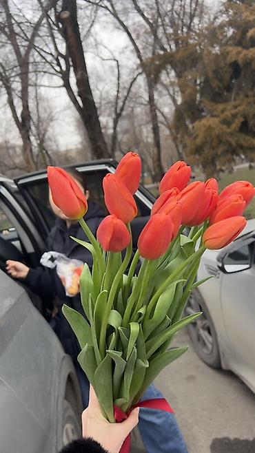 Букеты из живых цветов: ГОЛЛАНДСКИЕ ТЮЛЬПАНЫ К 8 МАРТА 🌷 Высота 60–70 см - крупные бутоны at lalafo.kg — 10 Букеты из живых цветов: ГОЛЛАНДСКИЕ ТЮЛЬПАНЫ К 8 МАРТА 🌷 Высота 60–70 см - крупные бутоны — 10