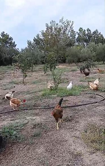 Toyuq, Damazlıq, Ünvandan götürmə
