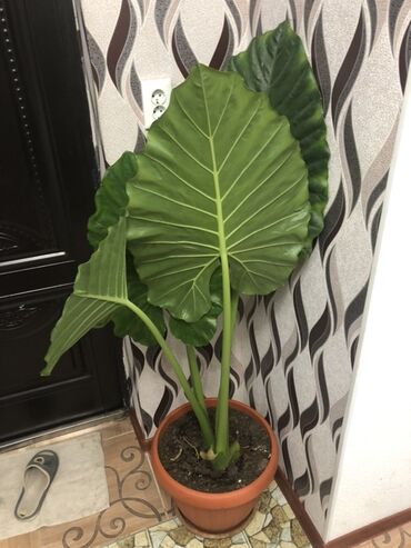 Алоказии: Алоказия — это декоративное растение с крупными, глянцевыми листьями — 9