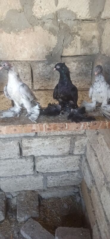 göyərçin şəkilləri: Heyvalnar tecli satlir hamsinin eyagi iri leleklifi 5 qusdu 3 fere 2
