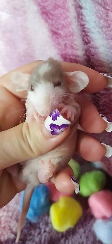 Другое: Привет друзья !!! Питомник Rat haus Love предлагает долгожданный помет — 5