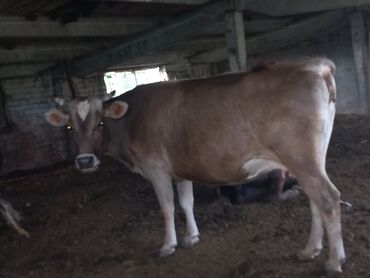 чип для животных: Стельная коров молодая стельная