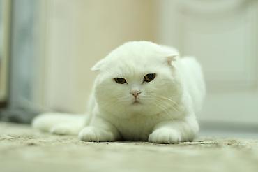 Pişiklər: Dişi -da lalafo.az — 10 Pişiklər: Dişi — 10