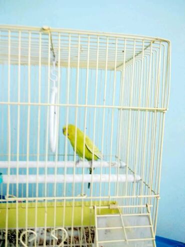 сколько стоит попугай с клеткой: Продается попугай с клеткой