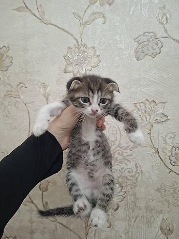 Котята домашние, разного окраса: - Полосато-белый котёнок с короткими