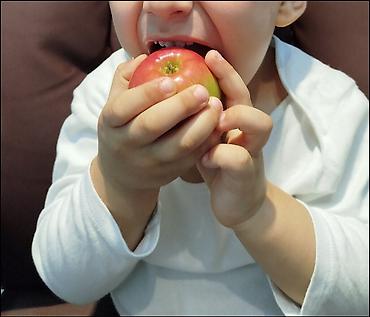 sitili: Dibçəkdə 3 ədəd cırtdan alma ağacı fidanı,boyu 1,5 mt-ə kimi — 4