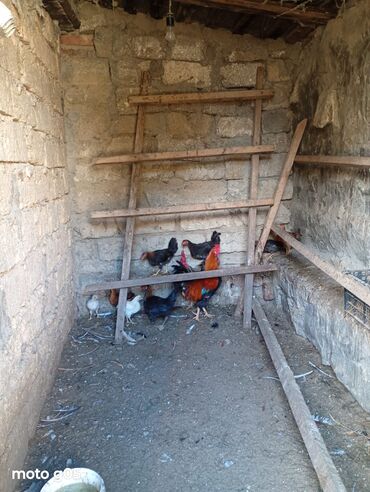 coban iti satiram: Xoruzlar. satlır. 2 ədəd. qalıb. qiymət. 20 man. Ünvan. Şüvəlan