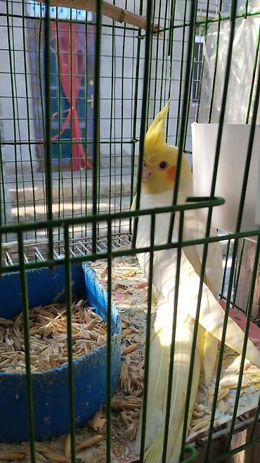 korella satışı: Watsapla elaqe saxlayin Məhsul: Nimfa tutuquşuları (Cockatiel) — 2