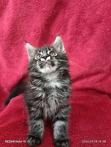 кошки шотландские: Мейн-Куны 🥰🥰🥰. Продаются котята Рысята ♥️ Чистокровные, Шикарные — 4