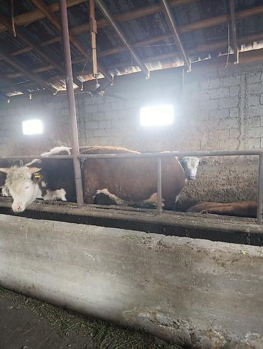 Коровы, быки: Продаю | Бык (самец) | Герефорд | На откорм | Племенные — 11