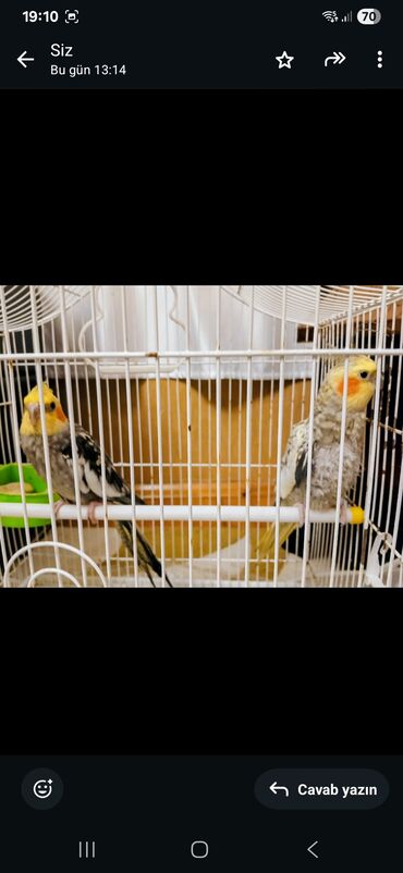 yerli cins inekler: Salam 5 aylıq korella balaları satıram sağlam balalardı 070 299 46 99